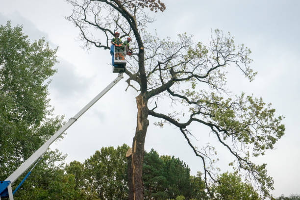 Leaf Removal in Haines City, FL